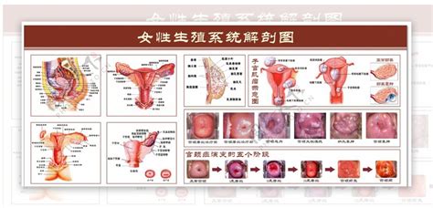 真人女生下面|解剖学高清图谱 女性生殖系统